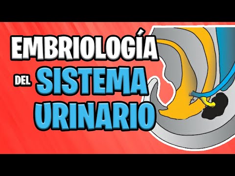 ✅ EMBRYOLOGY of the URINARY SYSTEM 💦🚽 | UROGENITAL System