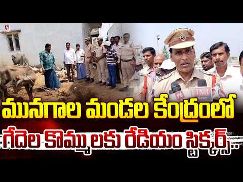 మునగాల మండల కేంద్రంలో గేదెల కొమ్ములకు రేడియం స్టిక్కర్స్.. | Suryapet Dist News | @Hit TV News