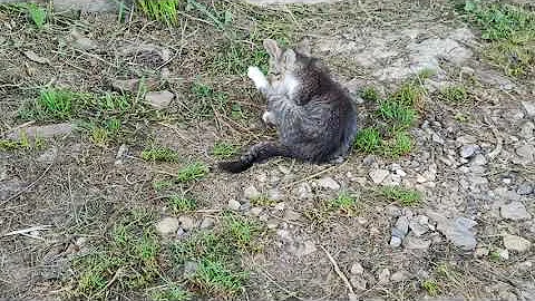 Куда деть котят?