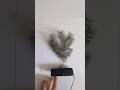 taking a fallen branch and painting it black 🖤 #botanicalart #paintitblack #minimalstyle