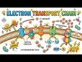 Electron Transport Chain | Respiratory Chain | ETC In Urdu Hindi Class 11