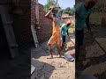 मिट्टी भराई #work #video #india