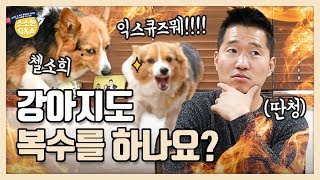 [Eng sub] 강아지도 복수를 하나요?｜강형욱의 소소한 Q&A