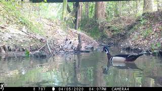 Backyard Trail Camera, Creek Cam, 2 months, South Louisiana.