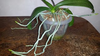 Видео "Воздушные" корни орхидей..очень длинные..30.01.2020. (автор: Оленька Орхидейная душа)
