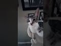 the legend has been passed to minnie... 🥺 #cat #minnie #catlovee #stewie #rip #crazycat