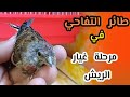 مرحلة غيار الريش عند طائر التفاحي النينو 