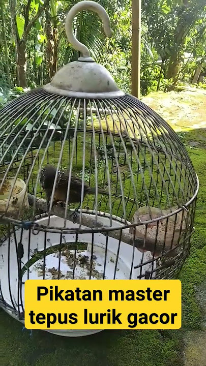 pikatan Master,burung tepus lurik gacor...