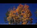 Beautiful Fall Foliage Colors, Breckenridge, CO -  9/18/2021