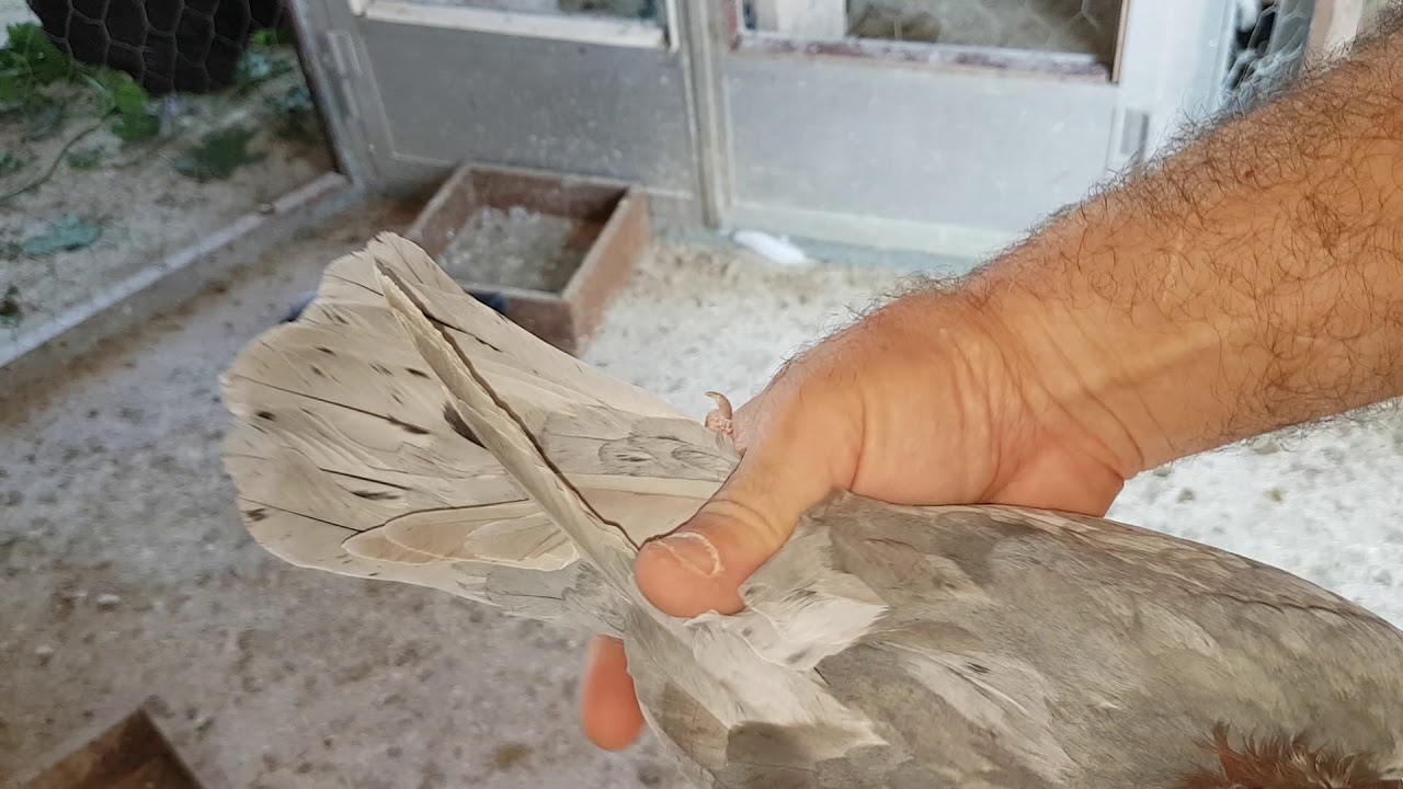 Como saber si es hembra o macho la paloma.