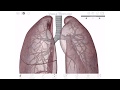 Visible body  a 3d virtual tour of the lungs