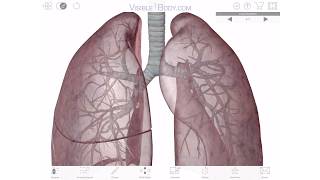 Visible Body A 3D Virtual Tour Of The Lungs