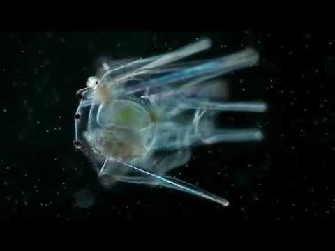 Plankton Chronicles: Sea Urchins - YouTube