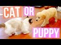 MY SAVAGE CAT MEETS MY NEW PUPPY. | Vlogtowski