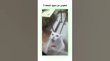 قطوس من سوق الجمعة دبلجة مضحكة ضحك اكسبلور السعودية My Kingo كوميديا Funny دوبلاج قطط 