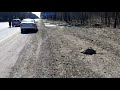 Видеофакт: под Гомелем автомобиль сбил косулю