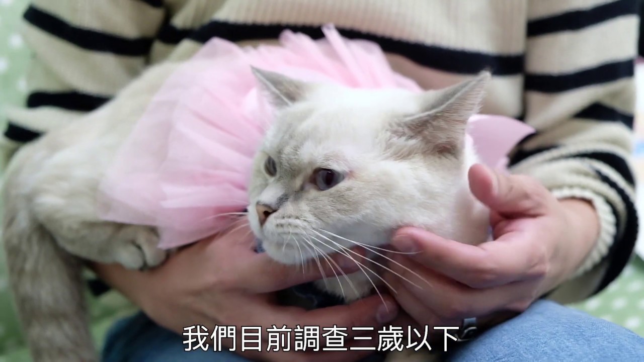 預防遠勝於治療別讓愛貓 腎 病了 台灣腎貓協會透過網路 講座宣導飼主正確衛教知識 協助飼主調整愛貓生活及飲食習慣 By 生命力新聞