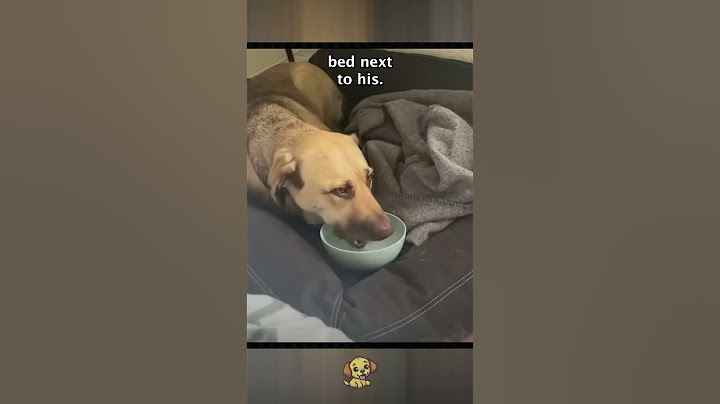 Terrified Rescue Dog Finds Her Home. #dog #story #heartwarming #doggy #pet #goodpeople #happy