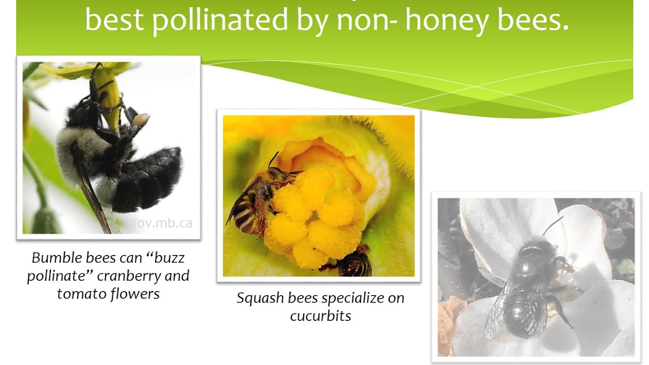 Maximizing Pollinator Health on Farms - YouTube