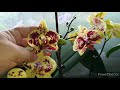 Орхидеи ❤️Моё скудное цветение на начало августа 🌸