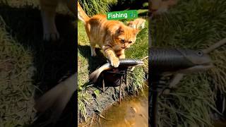 Cat fishing 🎣#viral #trending #short #ytshorts #youtube #cat