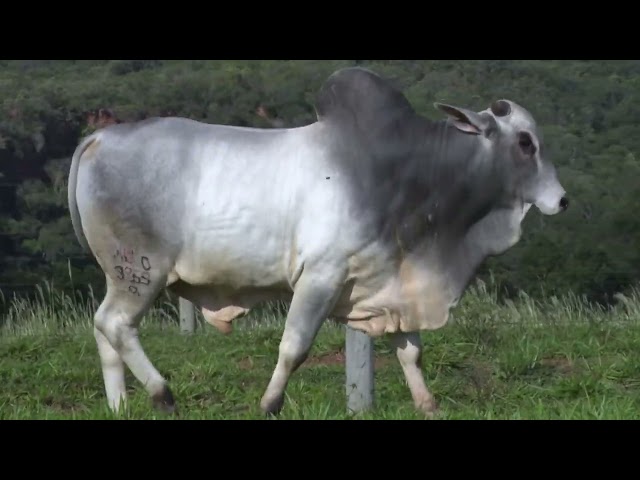 Lote 36 Leilão Outono Fazenda Modelo - Guto Grassano & Convidados