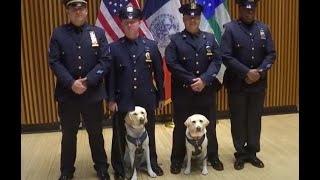 Furry members of the force: NYPD swears 4 new K-9s as support animals