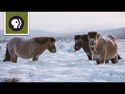 Freezing Temps Are No Problem For Arctic Horses