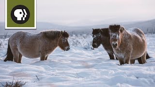 Freezing Temps Are No Problem For Arctic Horses