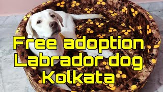 Free Labrador Dog Adoption in Kolkata | labrador adoption India by pom Tv Love dog & (vlog) 291 views 4 months ago 3 minutes, 20 seconds