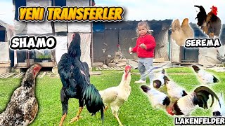 Kümeslere Yeni transferlerimizin tanıtımlarını yapıyoruz