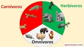 Animales carnivoros herbivoros y omnivoros para niños Animales carnivoros herbivoros y omnivoros para niños