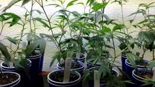 Veg Area Update