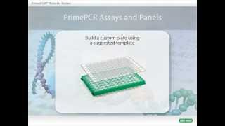 Primepcr Ays Build A Custom Plate Suggested Template