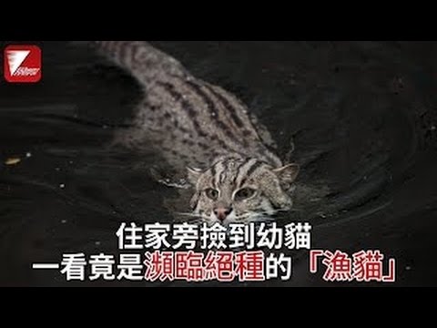 Bowen 王博文 -《梦》
