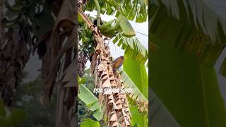 Mochilero o gulungo. #wild #nature #wildtv #birds #aves