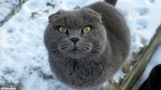 Angry British Shorthair Cat is so Hungry