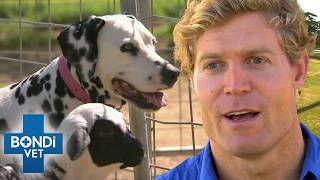 5-Week-Old Orphan Lamb Thinks Dog Is Mum | Bondi Vet S5 Ep4
