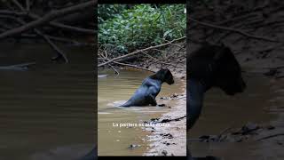 Anaconda vs Pantera 2: ¡La serpiente no esperaba este contraataque!. ​#Depredadores