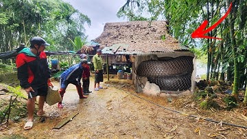 Cuộc Gọi Khẩn Cấp Của Bà Lão Nhìn Thấy Rắn Hổ Mang Chúa