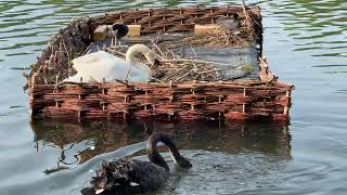 "Mute swan rests on a nesting platform while a black swan collects material nearby 🦢🐦🪺🥚🌊🌿"