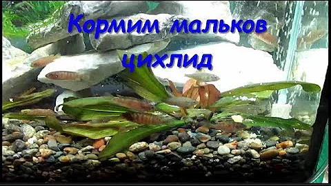 Мальки цихлид. Корм для мальков цихлид.