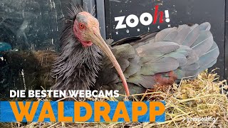 Waldrapp Webcam mit Enea und Rupert dem Ibis Pärchen aus der Schweiz
