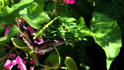 HAI SẮC HOA TI GÔN