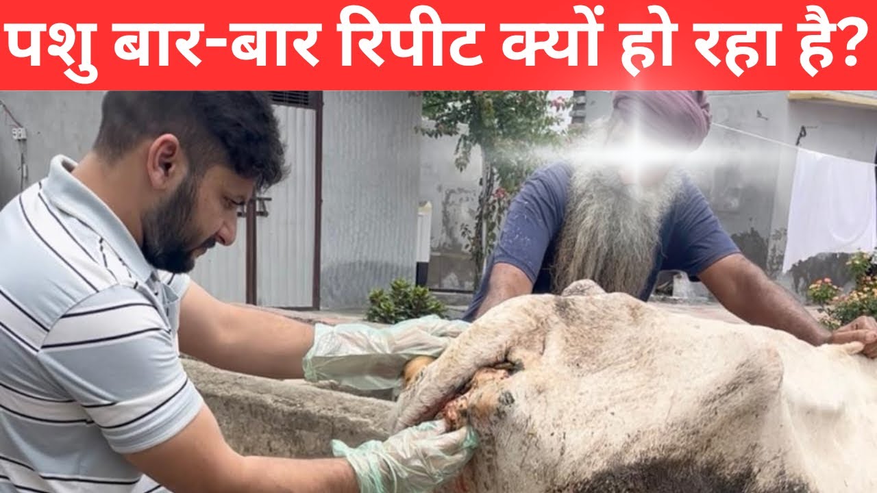 Repeat Breeding ka asli reason — Feed ki galti ya uterus ki problem? @drcharandeep