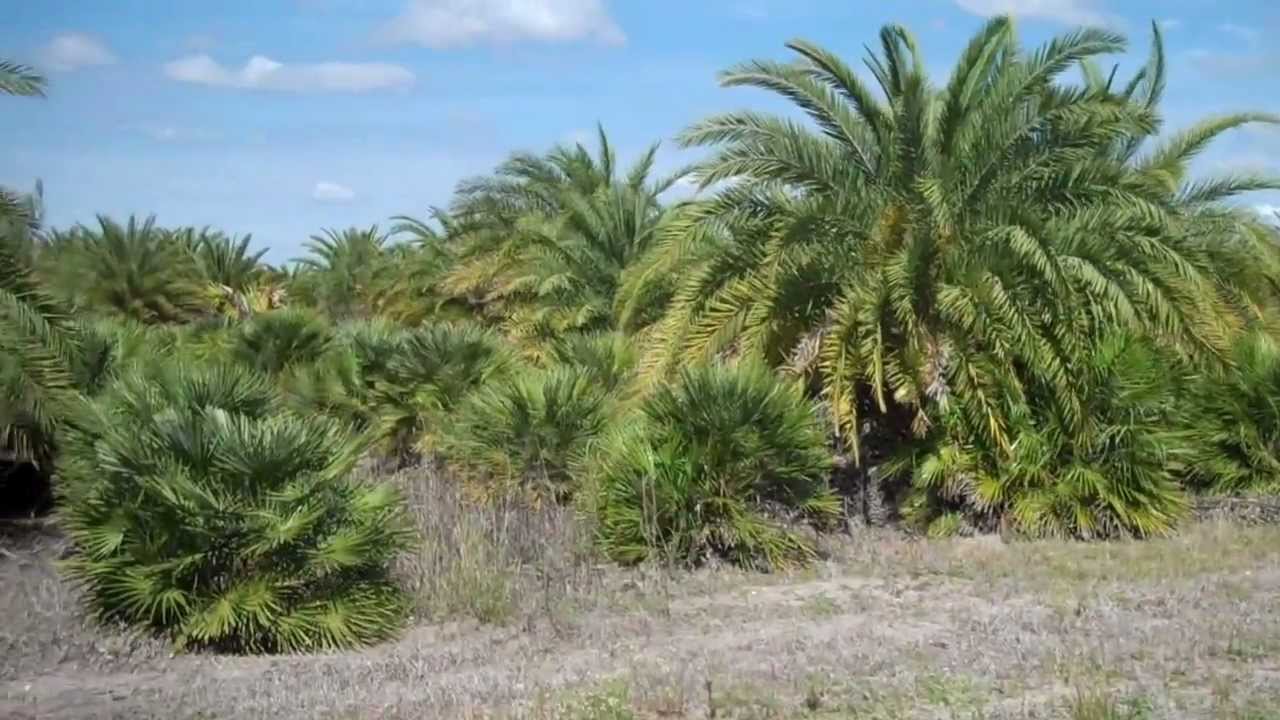 palm trees lake conroe montgomery texas YouTube