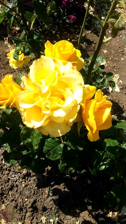 Чайно гибридная роза 🌹 Керио - YouTube