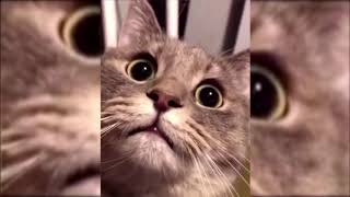 CAT doing Random things | Funny CATS | try not to cry with laughters | Cat Fails 2020 | CATS 2020 by Blank Namer 164 views 3 years ago 7 minutes, 5 seconds