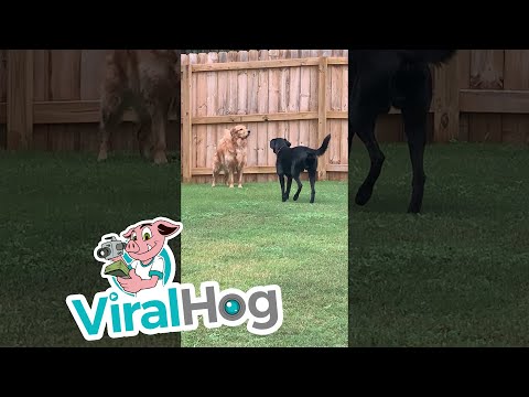 Golden Pretends Not to See "Sneaky" Lab || ViralHog