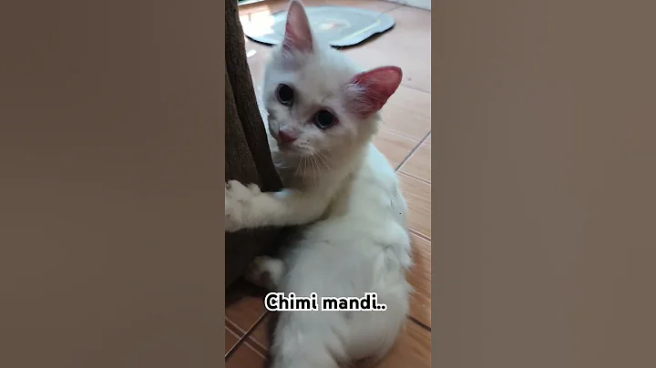 Video 9190151: cats kitten funnycats catlovers, kitten catlover cute funnycats, cats kitten funny catlover, lovers cats catlover, white cat funnycats